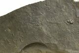 Fossil Bird and Nematode Track Plate - Green River Formation, Utah #352255-3